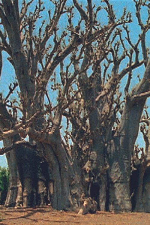 Baobab 2000 official movie poster