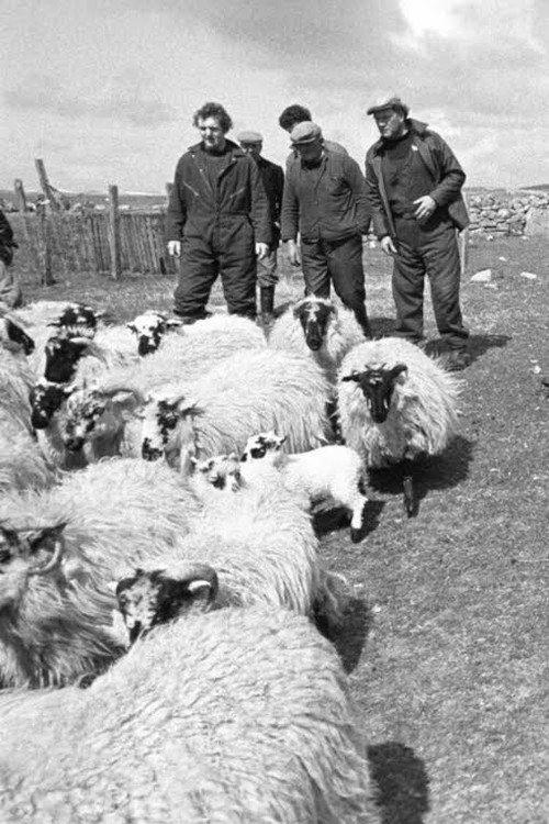 The Shepherds of Berneray 1981 official movie poster