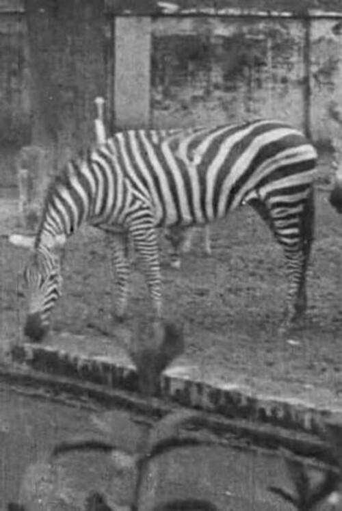 Indian Wildlife Park 1925 official movie poster
