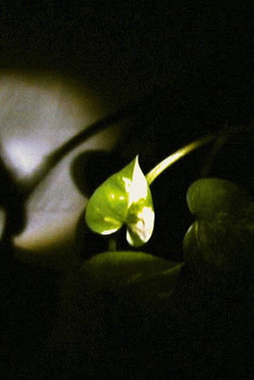 Floating Leaf 2002 official movie poster
