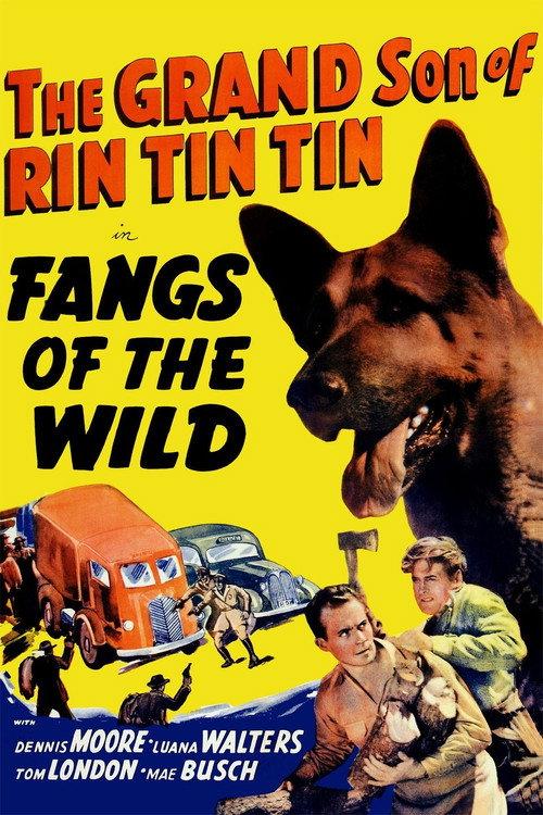 Fangs of the Wild 1939 official movie poster