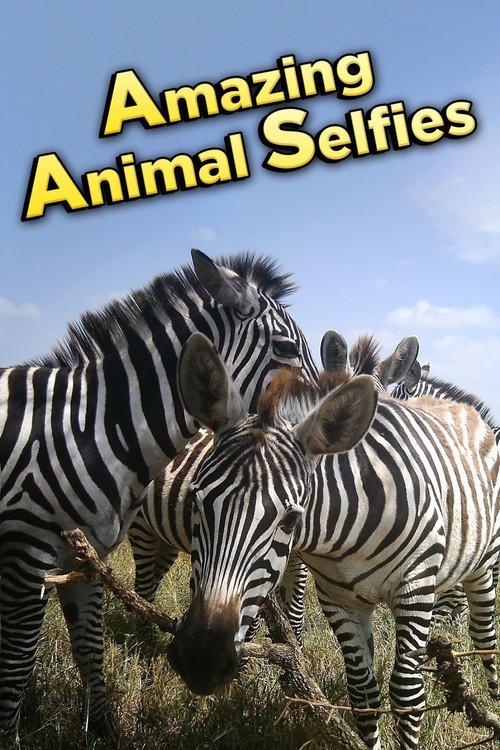 Amazing Animal Selfies 2016 official movie poster