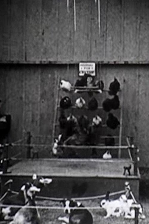 The Knockout 1923 official movie poster