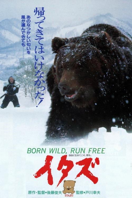 The Forest of the Little Bear 1987 official movie poster