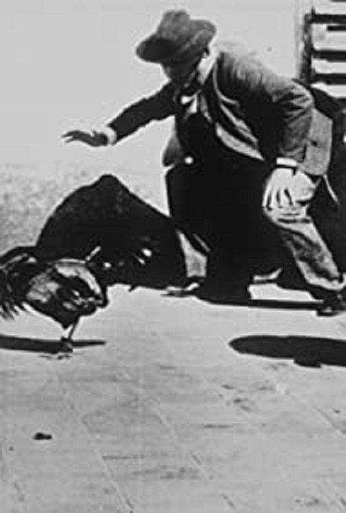 Combat de coqs 1896 official movie poster