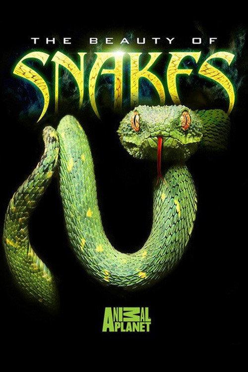The Beauty of Snakes 2003 official movie poster