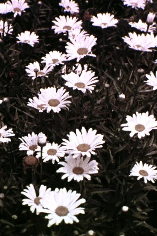Spring Symphony 1956 official movie poster