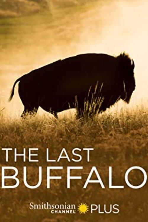 The Last Buffalo 2017 official movie poster