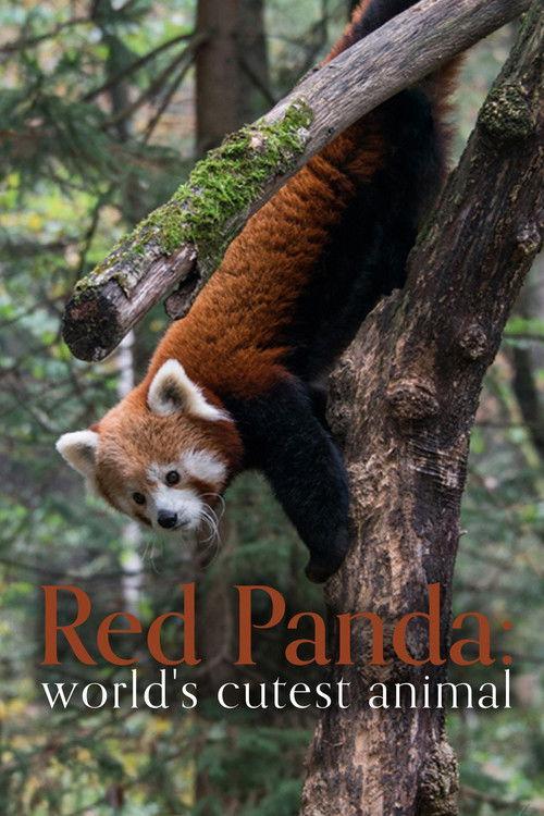 Red Panda: World's Cutest Animal 2017 official movie poster