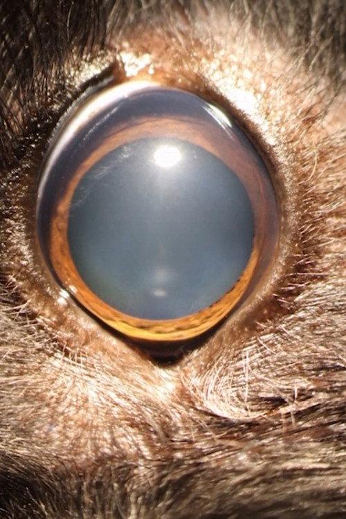 Ellie's Eye 2020 official movie poster