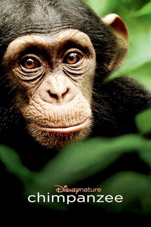 Chimpanzee 2012 official movie poster