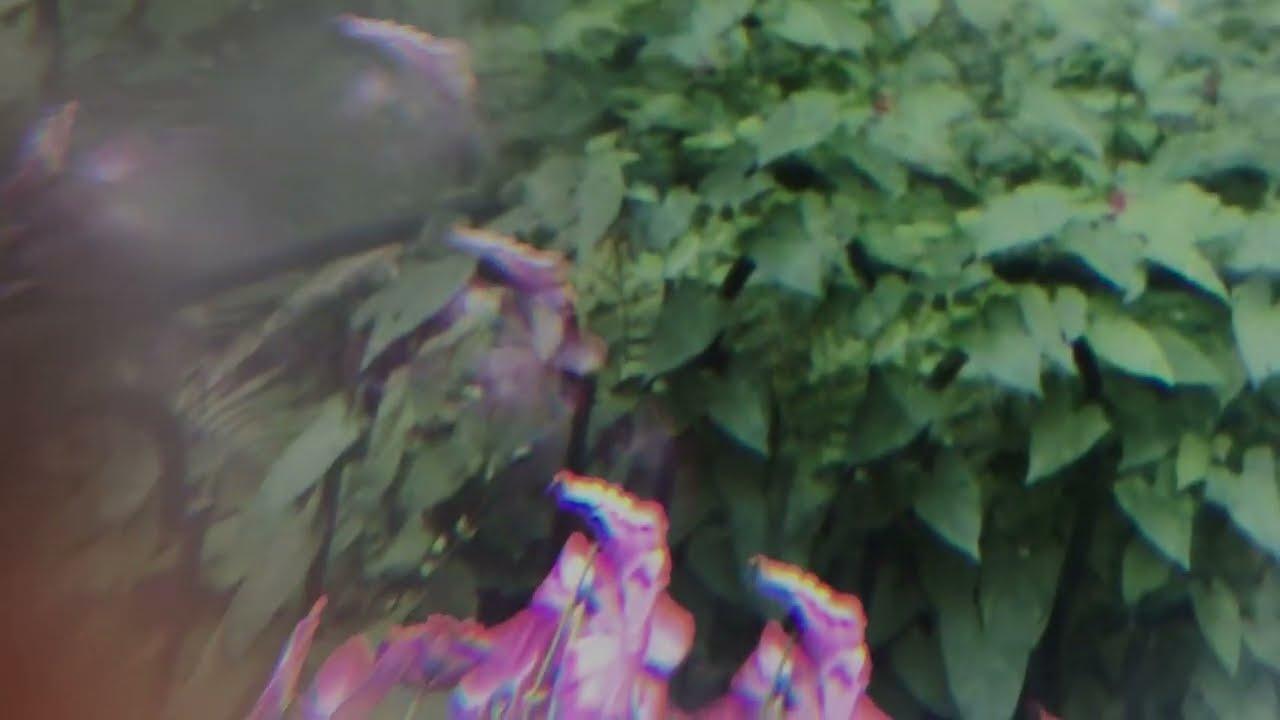 reminiscence on the garden Trailer