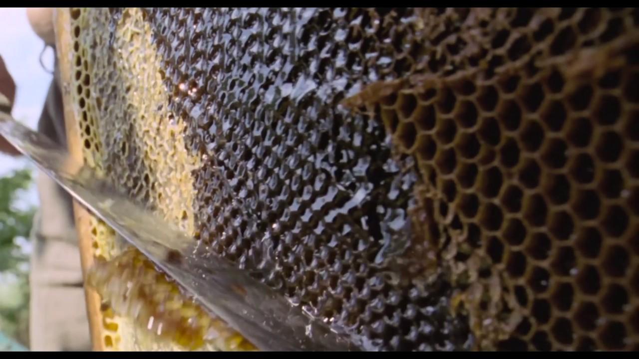 Girls and Honey Trailer