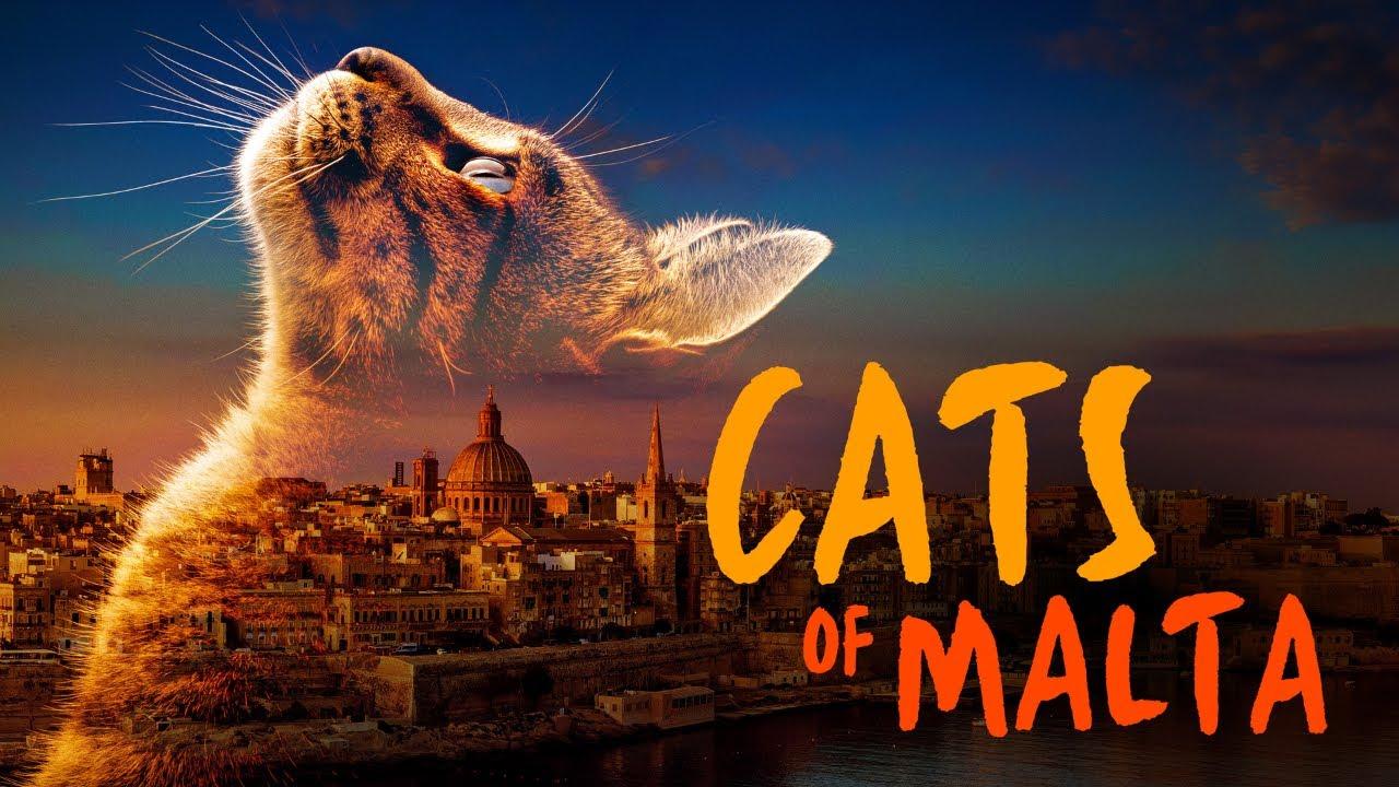 Cats of Malta Trailer