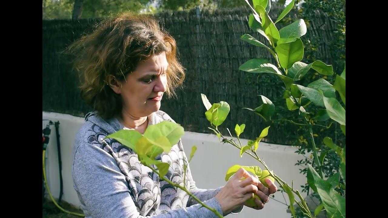 Cueillette du citron Trailer