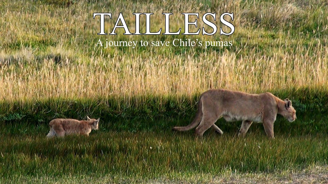 Tailless Trailer