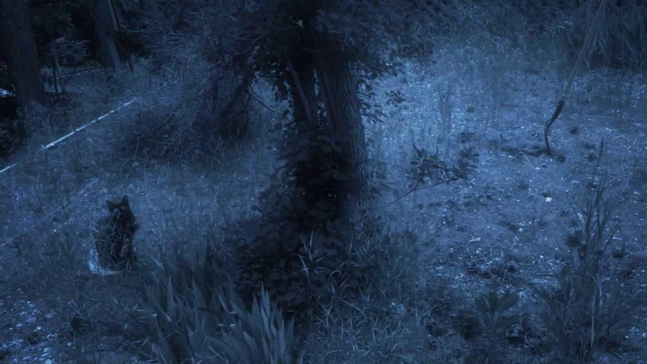 Black Weeds Trailer