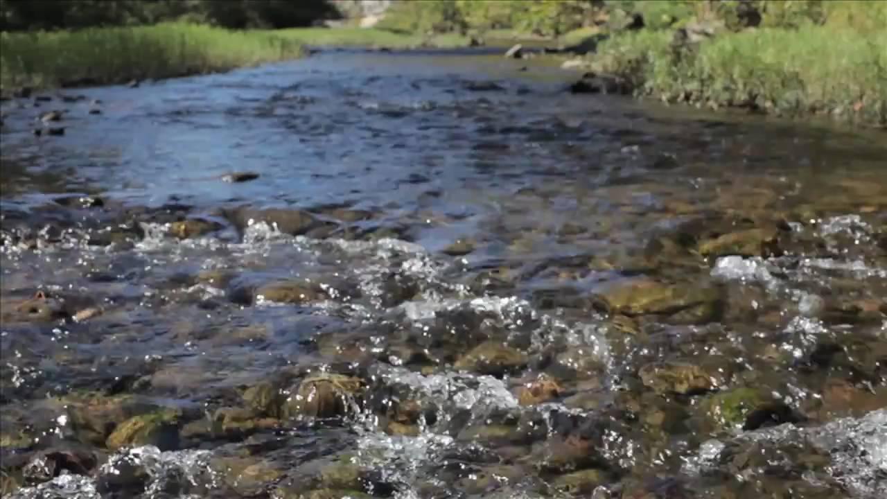 The Natural State of America Trailer