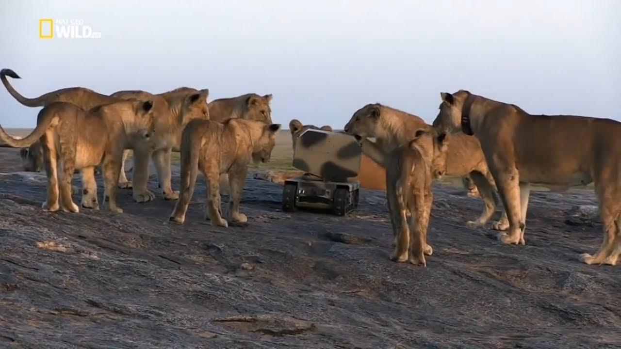 Lion Gangland Trailer