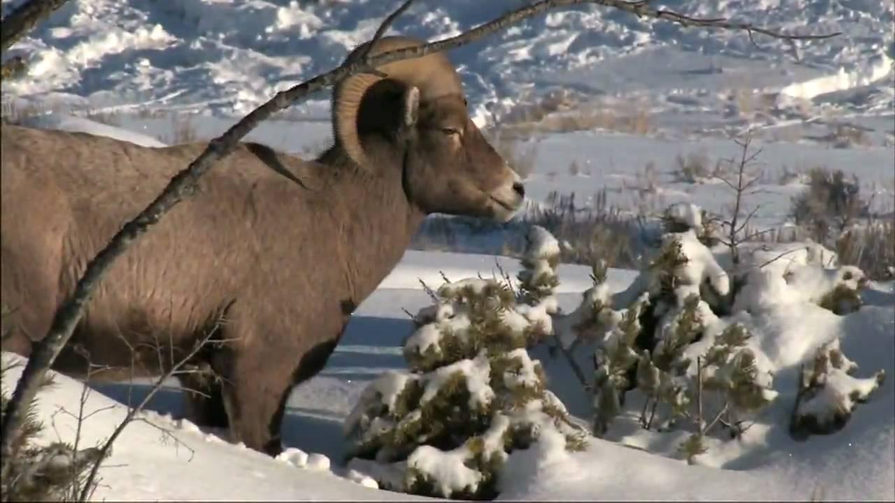 Russ Finley's Winter in Yellowstone Trailer