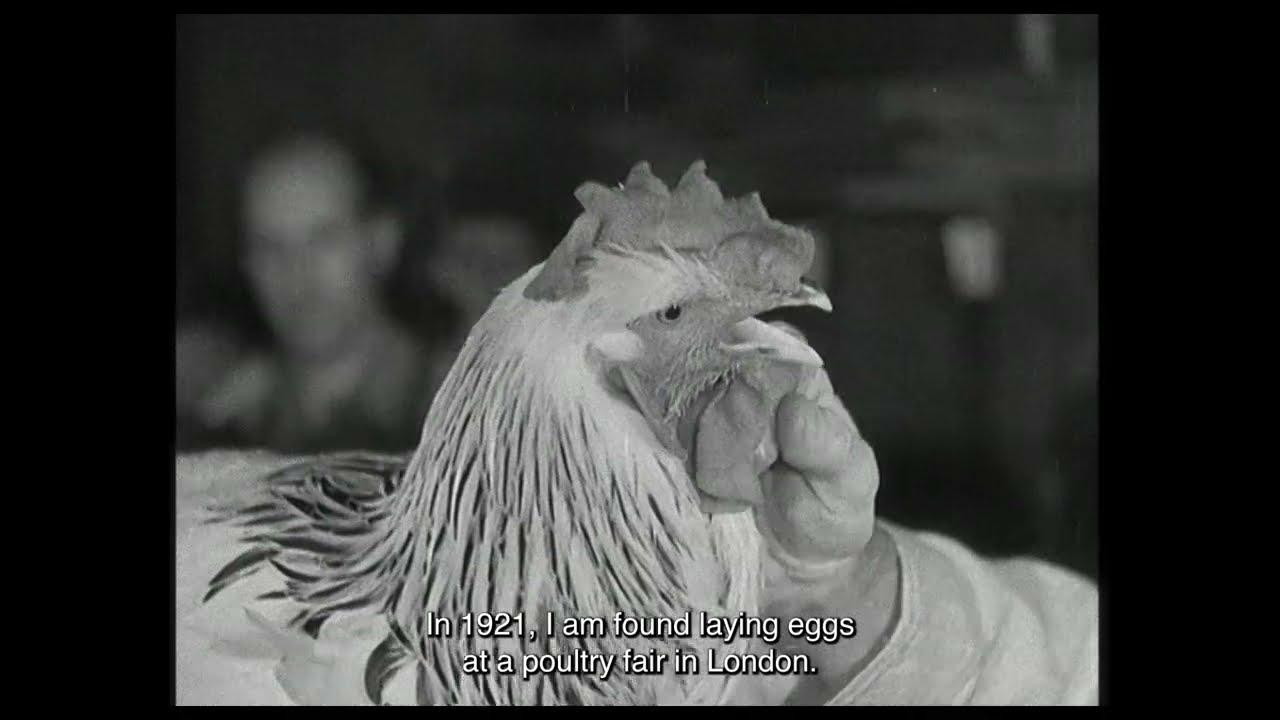 De Gallo Qui Ovavit Trailer