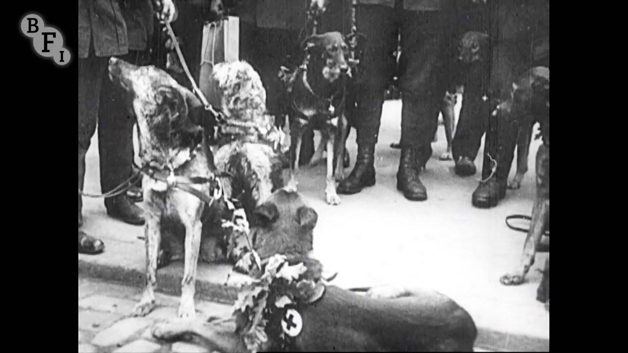 Red Cross Dogs Trailer
