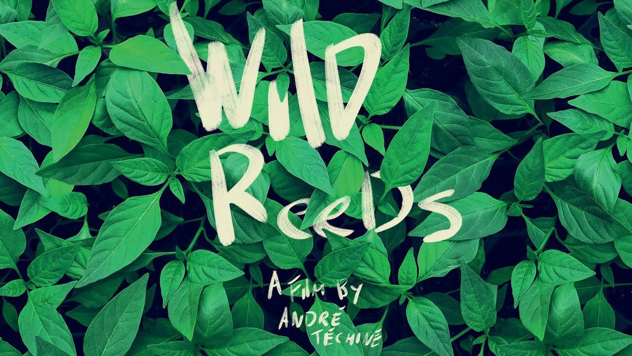 Wild Reeds Trailer