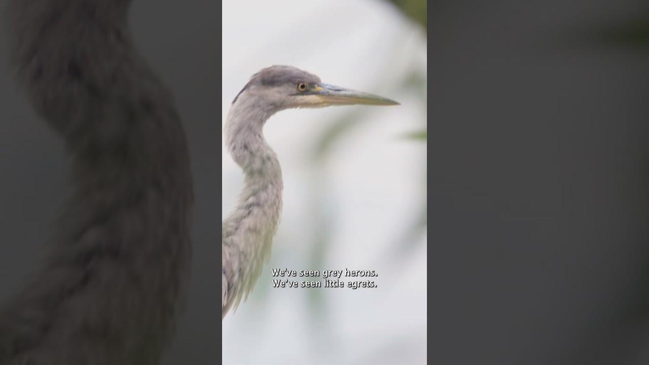 The Birdwatchers Trailer