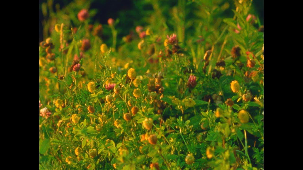 Small Mountains Trailer