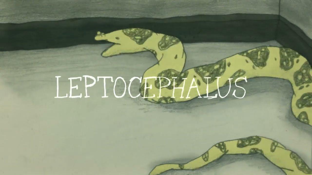 Leptocephalus Trailer