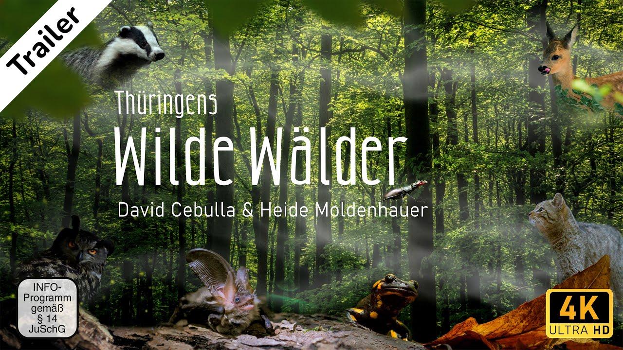 Wild Forests Trailer