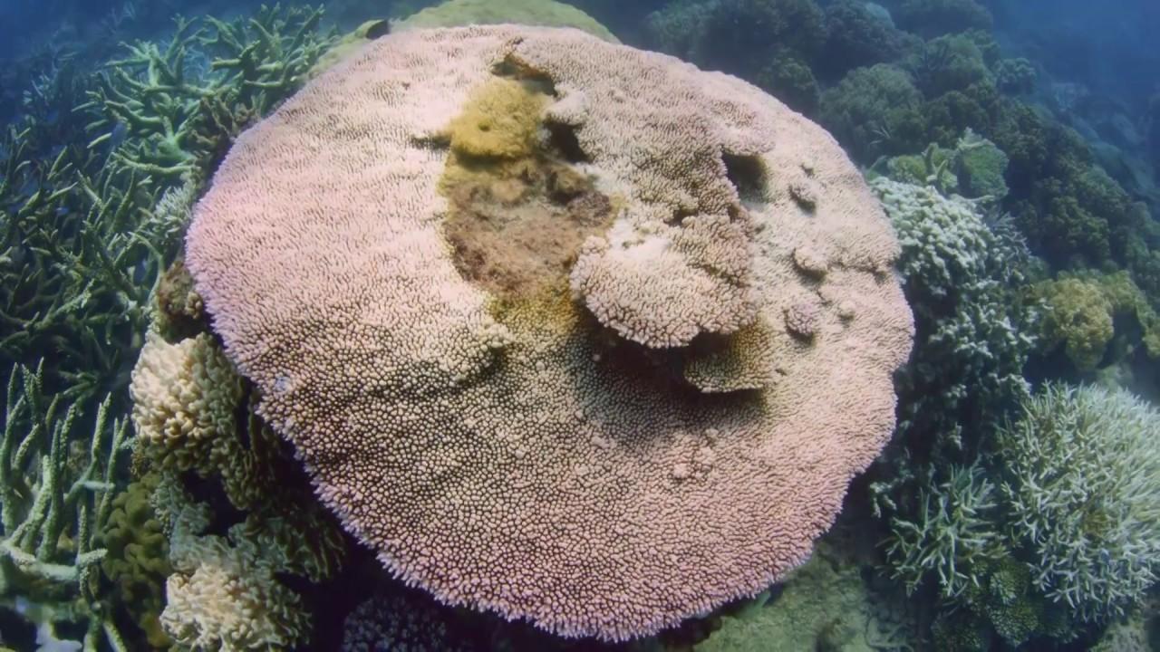 Can We Save the Reef? Trailer