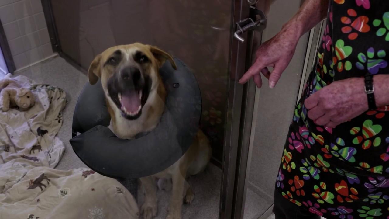 Life in the Doghouse Trailer