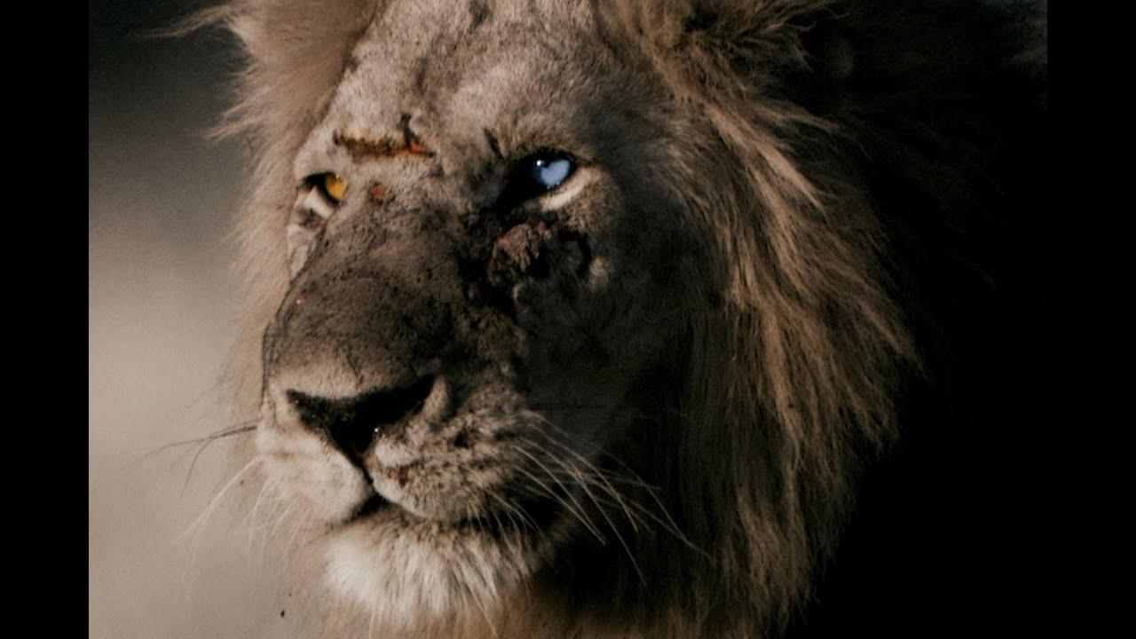 The Bastard King Trailer