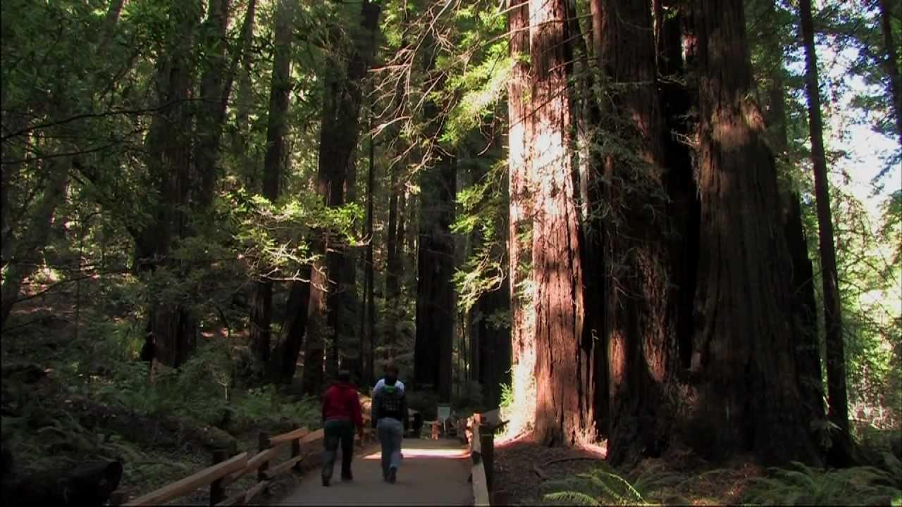 Muir Woods Trailer