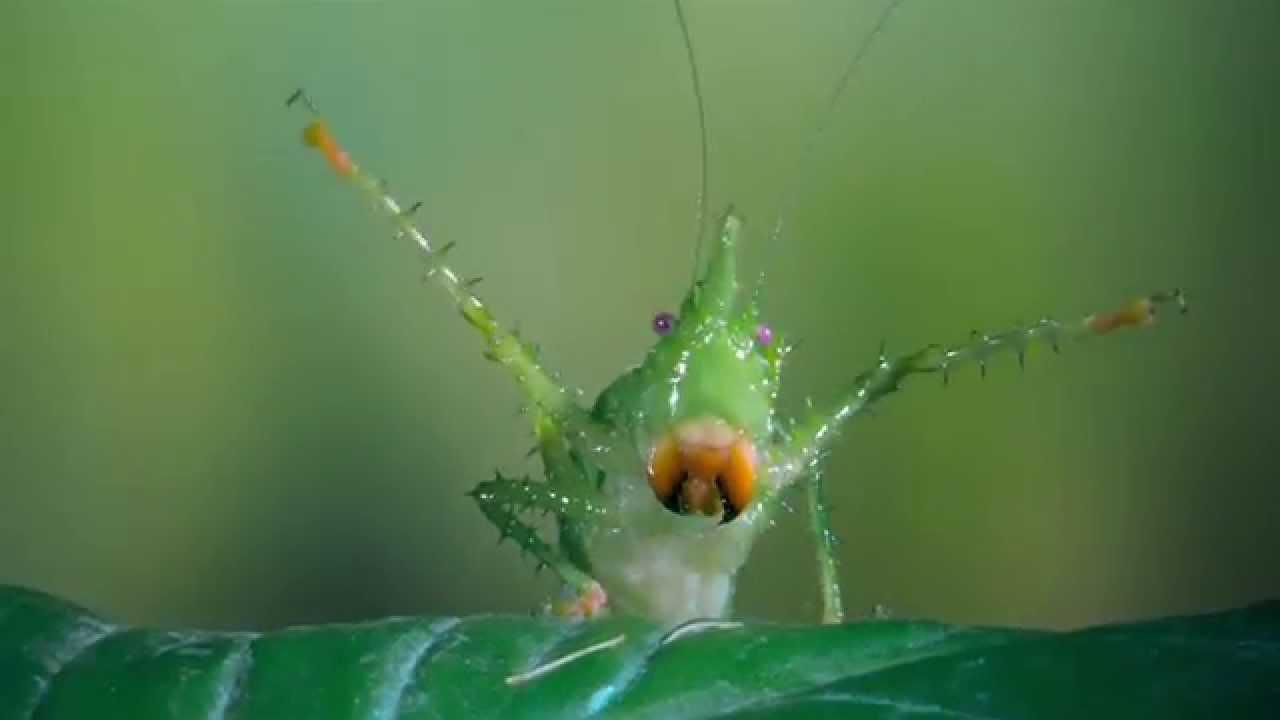 Bugs! Trailer