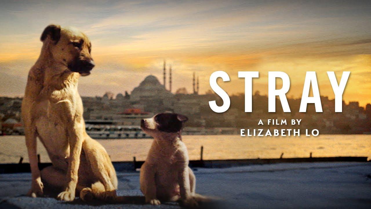 Stray Trailer