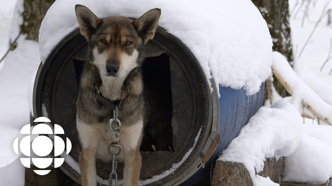 Sled Dogs Trailer