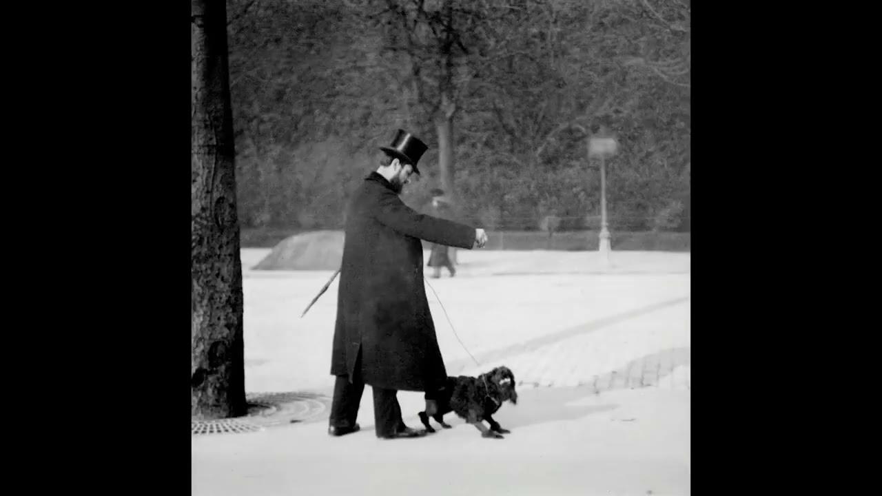 Chien Caniche Noir Sautant Trailer